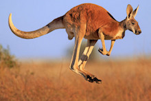 kangaroo-jumping-australia-456828-620x330.jpg